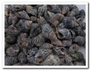 Nassarius Pussata zak 1 kg Schelpen