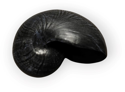 Nautilusschelp Resin zwart, 5x8x5 cm per stuk