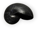 Nautilusschelp Resin zwart, 5x8x5 cm per stuk