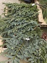 Nobilis Dennengroen TAK vers WinterGroen vers