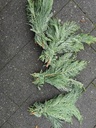 Kort coniferengroen ca. 10cm bundel grijsgroen 