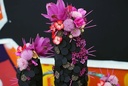Oasis® BLACK BIOLINE® CACTUS Grote zwarte cactus 38 x 74 x 11 cm