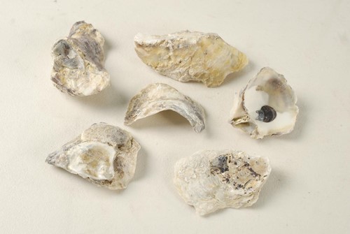 Oesterschelpen 1 kilo stukjes oesterschelp