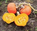 Amoro F1 Kabocha pompoenzaden