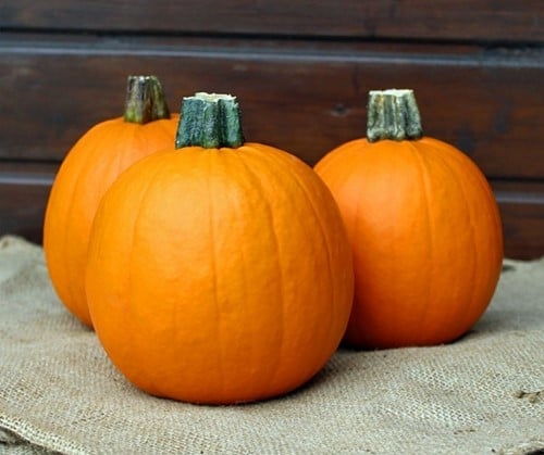 Annabelle F1 PMT  250 kleine halloweenpompoenzaden