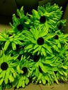 Aster Gerbera foambloem bundel/5st NEON Groen 