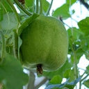 Benincasa hispida kleinverpakking 