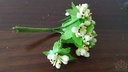 Besjes, blad, meeldraden FROSTED RoomWit bundel 10 st voor Scrapbook/corsage