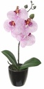 Orchidee in pot 34cm fuchsiapaars/wit 