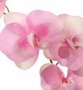 Orchidee Phalaenopsis Roze PLANT blad en wortels zijde bloemen 1tak 4 bloemen 44cm