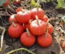BOL-P-5106 F1 organic Biologische pompoenzaden Kabocha 1000 Buttercup vergelijkbaar aan Sunshine