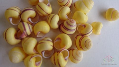 Ova Bigonia schelpen 25 stuks