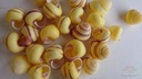 Ova Bigonia schelpen 25 stuks