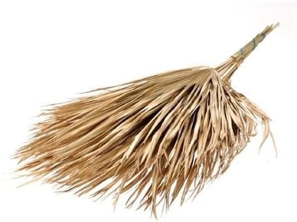 Palm sun big Chamaerops 10pc bos natural blad droogbloem