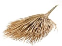 Palm sun big Chamaerops 10pc bos natural blad droogbloem
