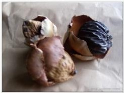 Palm Tender /3 st 