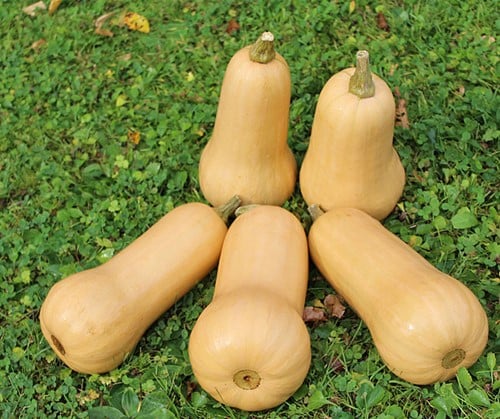 Butternut Early Nutter F1 flespompoenzaden