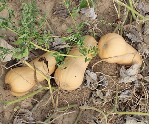 Butternut Early Nutter F1 flespompoenzaden