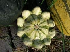 Panache Jaune de vert - 1000 zaden pompoenzaden