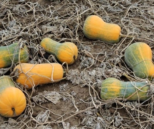 Butternut Helviz F1 Hoogproductive flespompoenzaden