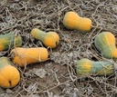 Butternut Helviz F1 Hoogproductive flespompoenzaden