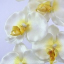 PANDA ORCHIDEE SPRAY CREAM 