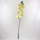 PANDA ORCHIDEE SPRAY CREAM 