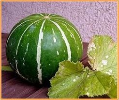 Cucumis foetidissima Buffalo Gourd-Andreana Sierkomkommertjes