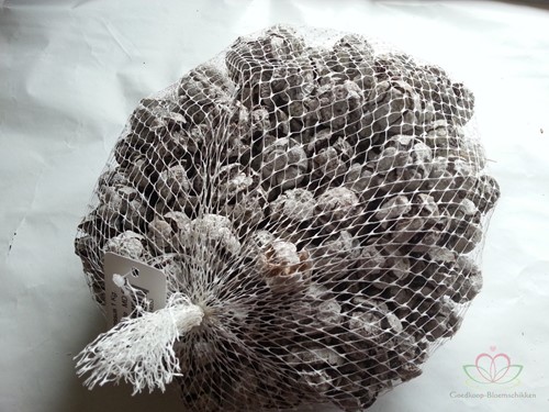 Cypressus Frosted 1 kilo Cypres