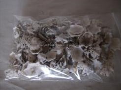 Patella Sacharina schelpen 1 kilo