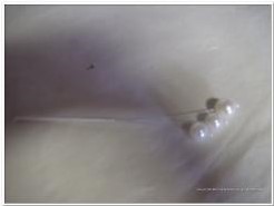 Pearl bead pick creme / doosje bruiloftdecoratie