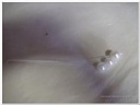 Pearl bead pick creme / doosje bruiloftdecoratie