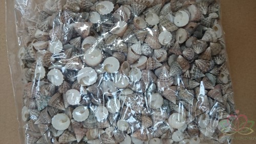Echinellopsis ca. 1 cm 1 kilo Grandi schelpen