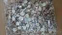 Echinellopsis ca. 1 cm 1 kilo Grandi schelpen
