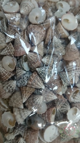 Echinellopsis ca. 1 cm 1 kilo Grandi schelpen