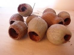 Euc. bells Gum Bell op draad kleinverpakking ca. 10st Natuurlijk bloemschikmateriaal