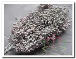 Pepper berrie Frosted white / bundel Peperbessen