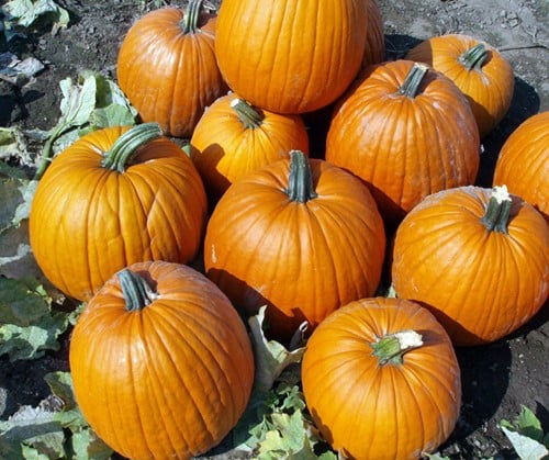 Hal. Barrel F1 PMT - 50 zaden Goede halloweenpompoenzaden
