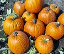 Hal. Barrel F1 PMT - 50 zaden Goede halloweenpompoenzaden