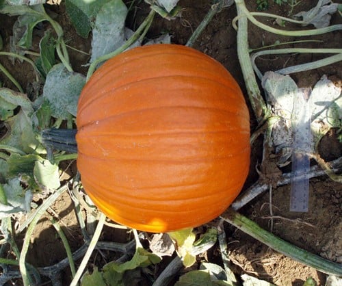 Hal. Barrel F1 PMT - 50 zaden Goede halloweenpompoenzaden