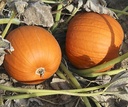 Hal. Eros F1 PMT - 250 zaden Goede halloweenpompoenzaden