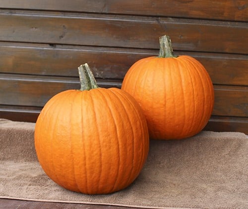 Hal. Eros F1 PMT - 250 zaden Goede halloweenpompoenzaden