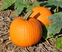 Hal. Scream II F1 PMT - 5000 zaden halloweenpompoenzaden