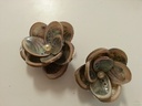 Haliotis Pulcherrima kilo Schelpjes