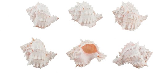 Pink Murex schelpen 500 gram