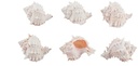 Pink Murex schelpen 500 gram