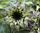 Helianthus SunFill Purple F1 1000 zaden Zonnebloemzaden