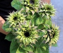 Helianthus SunFill Purple F1 1000 zaden Zonnebloemzaden