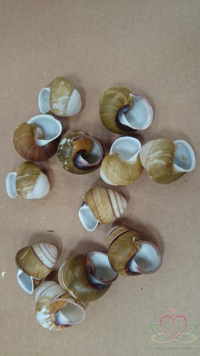 Helicostyla Florida schelpen ca. 3 cm 12 stuks