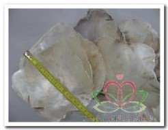 Placuna Placenta naturel 1 kilo